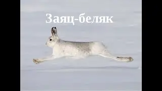 Лучший момент охота на зайца 2020. Матерый. Жесть заяц Шумахер против 12 калибра.