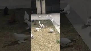 Птица Тифлисца