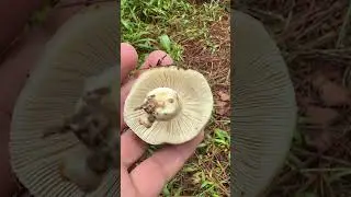 Found this in the forest #shorts