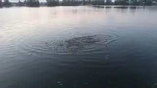 Рыбалка на дачном участке в Карманово.