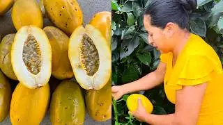 La MEJOR cosecha de TUMBOS en mi Huerta | Doña Viky | Viky Aventura