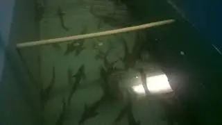 Первый месяц зимовки в УЗВ. Кормление