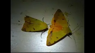 4 moths named Ophiusa tirhaca  on the hause wall  by  Theo