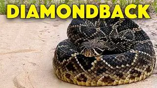 After 30+ Years! I Finally Found a Live Eastern Diamondback Rattlesnake in Georgia (Birthday Trip!)