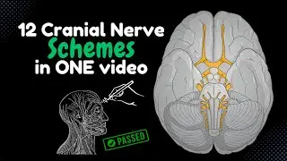 Watch This to Memorize ALL 12 Cranial Nerves