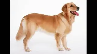 Собака