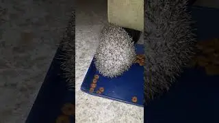 ЕЖИК ОЧЕНЬ МАЛЕНЬКИЙ