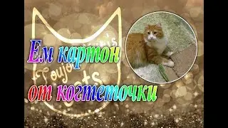 Кот жует картон от когтеточки. А что ест ваша кошка??? ))))