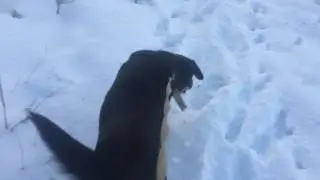 Лабрадор Джоні