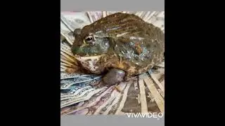 💯🌈Супер талисман -Лягушка❗Секрет 💰денежного успеха❗💯онлайн