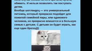 О породах кошек. ЧАСТЬ 1