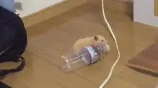 When hamsters go hyper