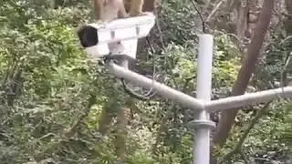 узбекча янги прикол