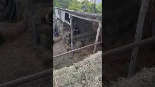 На сене припахали #мтз80 #мтз82