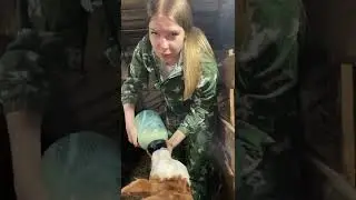 КОРМЛЕНИЕ ТЕЛЕНКА МОЛОКОМ 🍼🐮