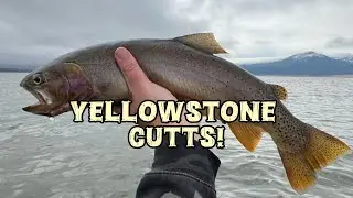 Henry’s Lake Fly Fishing #cutthroat