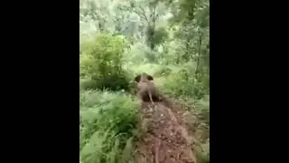 Elephant how he Slides see #shorts