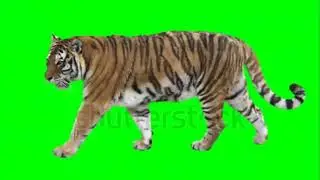 Green screen Tiger walking