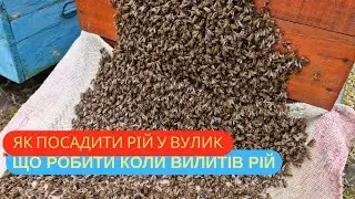 ЯК ЗНЯТИ І ПОСАДИТИ РІЙ БДЖІЛ. Посадка рою. Що робити коли рій вийшов з вулика. Бджоли рояться.