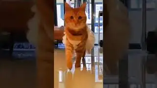 Graceful cat 🐈😂 грациозная кошка😻 #shorts #youtubeshorts #trending #cat #коты #смех #приколы