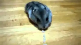 Животный смех Хомяк   Пылесос