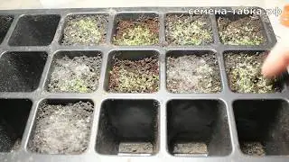 #2 Checking the soil for planting tobacco seeds. 3 days have passed.