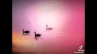 Swan on Lake in Fog during Sunrise