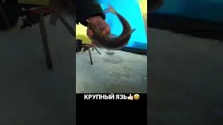 КРУПНЫЙ ЯЗЬ 🤩 #рыбалка #река #поклевка #тайга #зима #подсечка #лунка #лунка #язь #здоровенныйязь