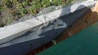 We collect honey in Alpine hives with the help of a blower mfp hive or beehive boa season 2020