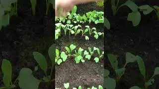 Guia Completa del cultivo del rabanito - desde la siembra a la cosecha solo en 30 Dias  #plantas