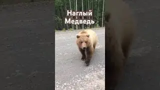When a Bear wants to eat you 