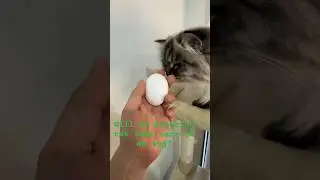 Siberian Cat and an Egg
