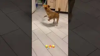 A super dog🤪😂😜!!! #animals #pets #funnyvideo #dog
