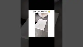 Кот художник