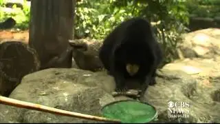 Thailand zoo animals cool off with icy treats