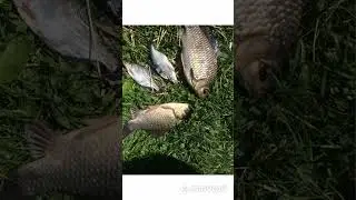Иногда клюет Карась!!!