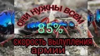 the ants underground kingdom как увеличить скорость вылупления  армии