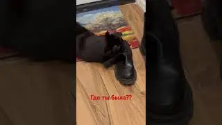 Котики и кошки! Где ты была?!??🤣