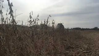 Уборка высокобелковой сои на семена сорт НС Катя