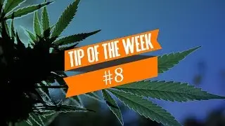 Cannabis Hermaphrodites (Hermies) - Tip Of The Week #8