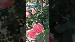 Севастополь, парк весь в Розах Ахматовой 