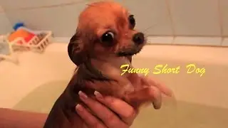 Chihuahua Puppy Dog swims to the hostess hands learning to swim