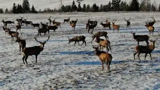 Jelenia zver v zime z dronu.3 / Deer winter from drone