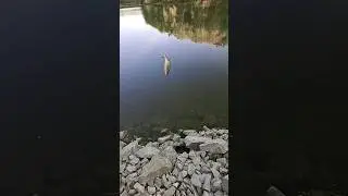 #fishing #fish #fishinglife #brothersweb  #bassfishing #nature #outdoors #carpfishing #fishingis
