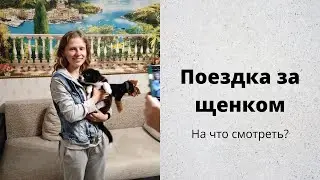 Беру щенка бордер колли
