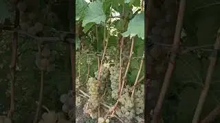 Йоханнітер. Сезон виноробства продовжується
