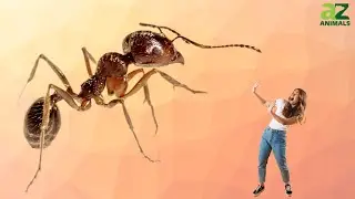 The Best Natural Methods for Getting Rid of Ants