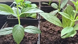 Секрет укоренения метельчатой гортензии.