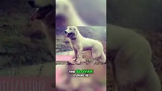The Slovak Cuvac - A Brave Guardian, Rescue Hero, and More