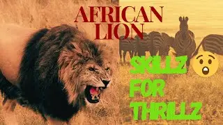 AFRICAN LION | The King Of The Jungle's Hunting Ability🦁